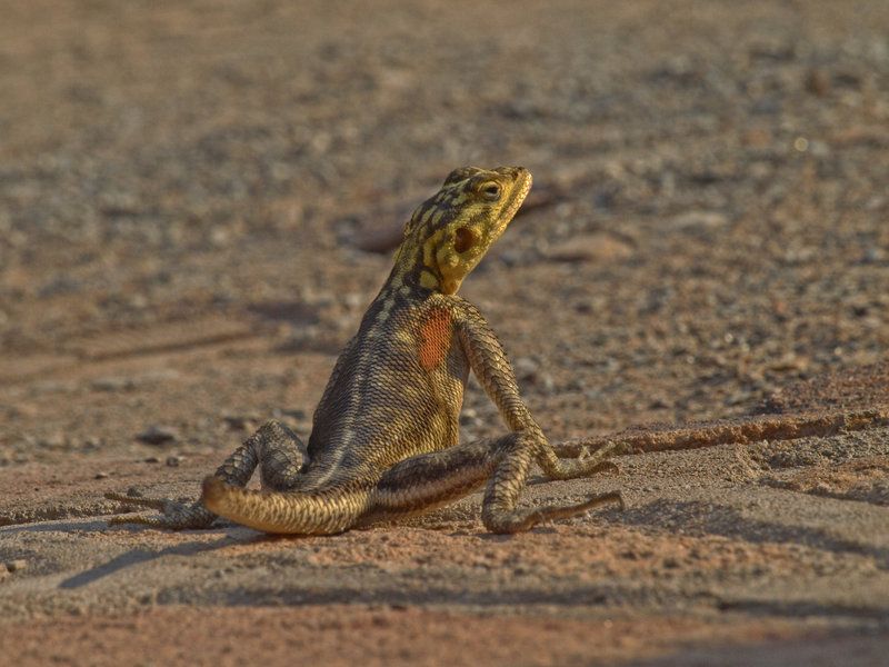 Lizard, Twyfelfontein